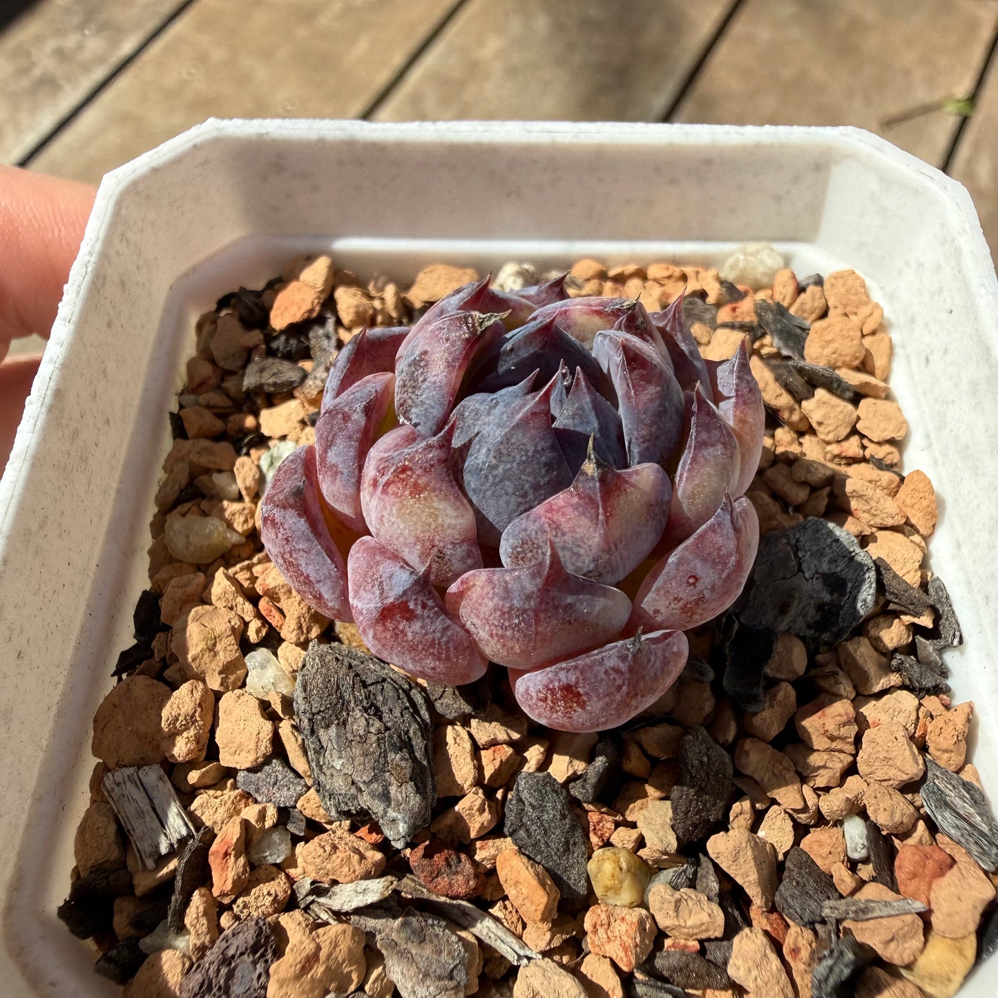 3009 Echeveria 'Blueberry'