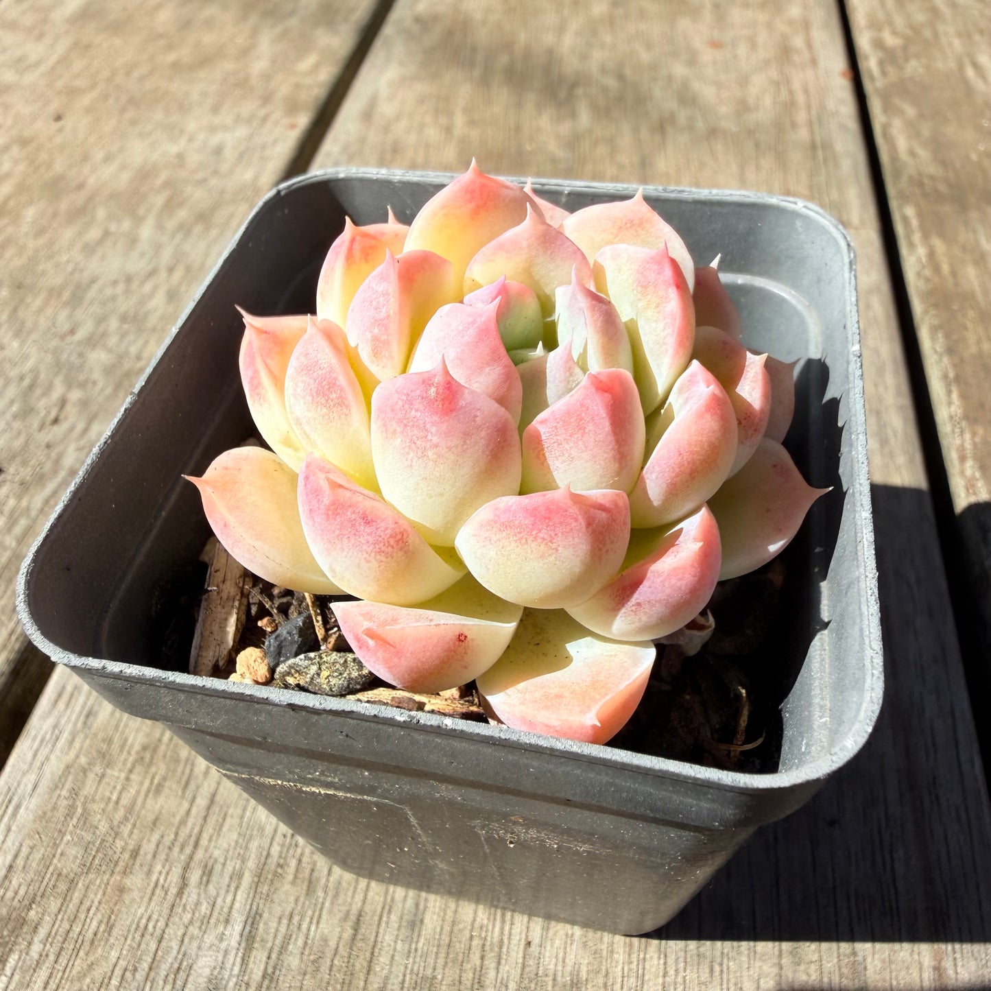 3009 Echeveria 'Blushface'