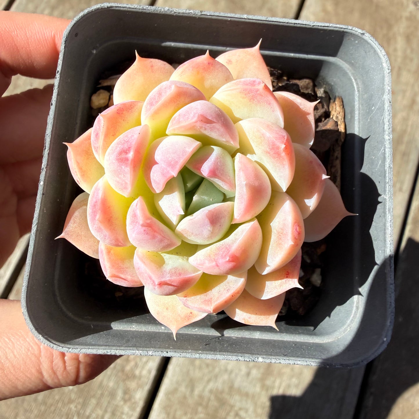 3009 Echeveria 'Blushface'
