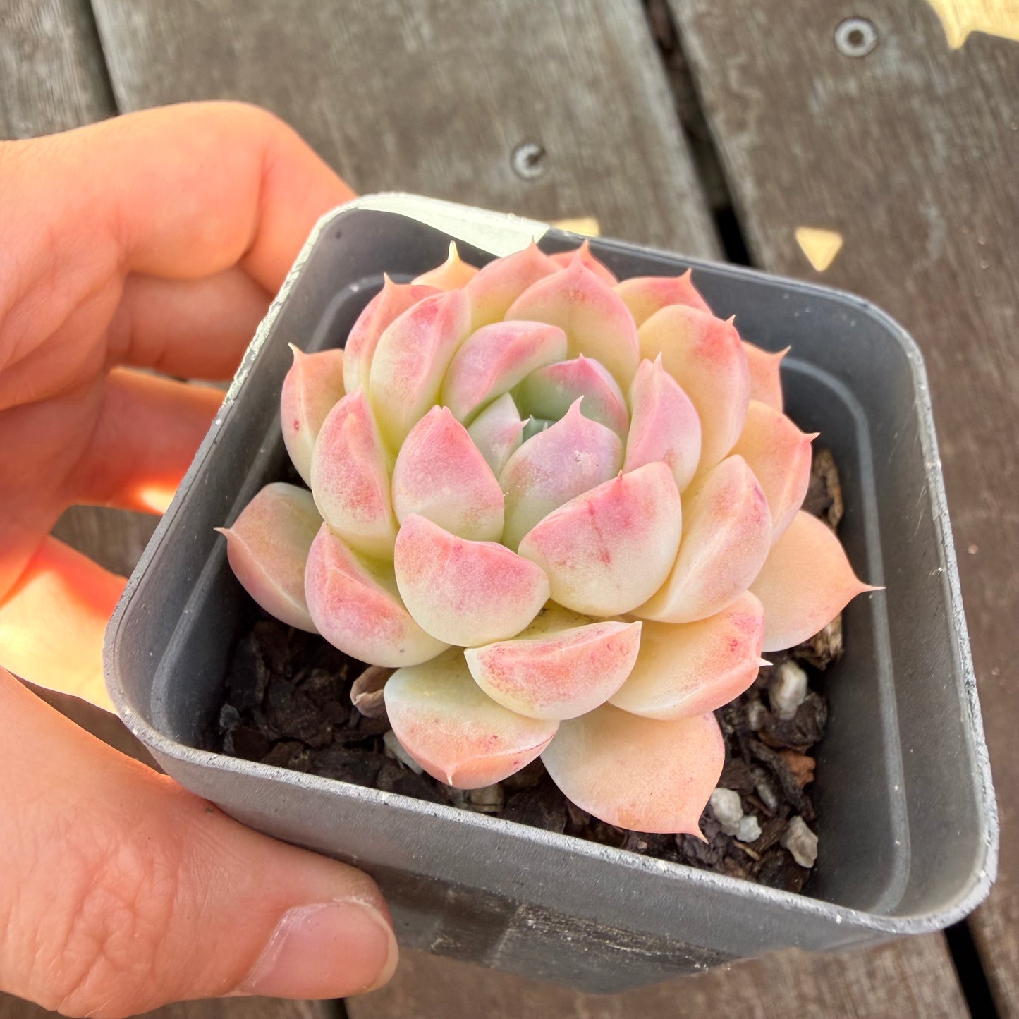 3009 Echeveria 'Blushface'