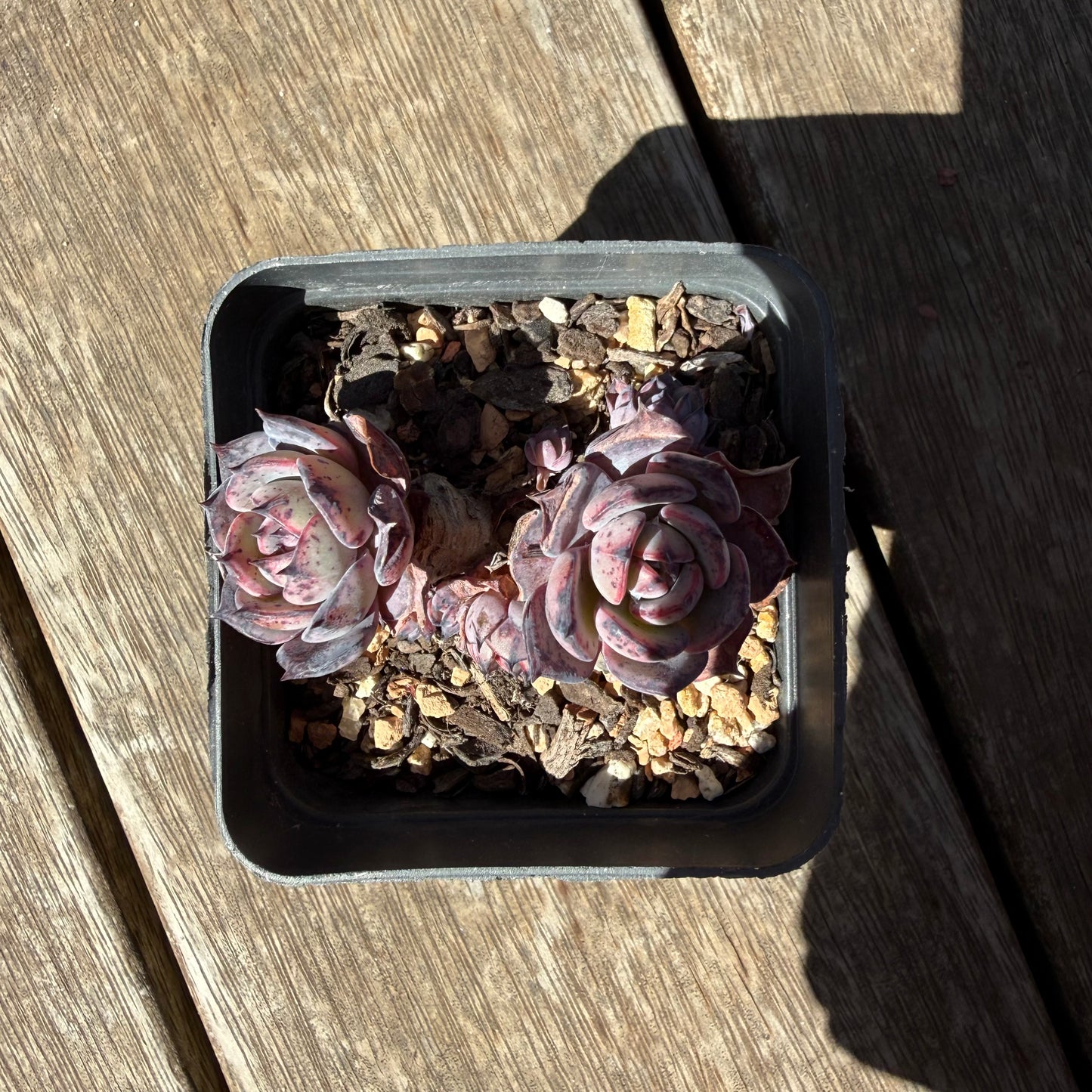 3009 Echeveria 'Forbidden City'