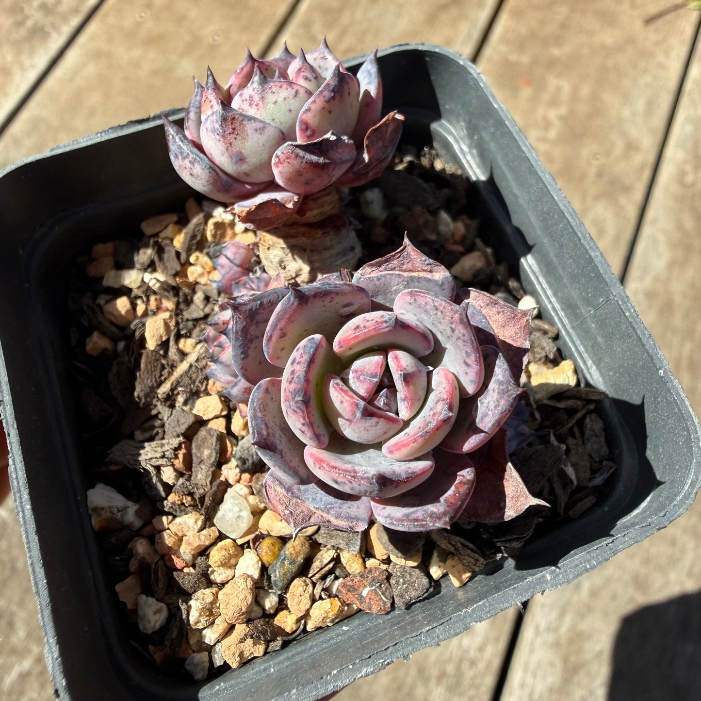 3009 Echeveria 'Forbidden City'