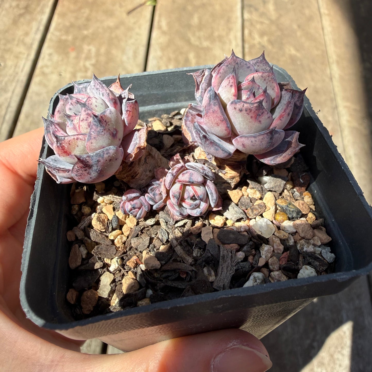 3009 Echeveria 'Forbidden City'