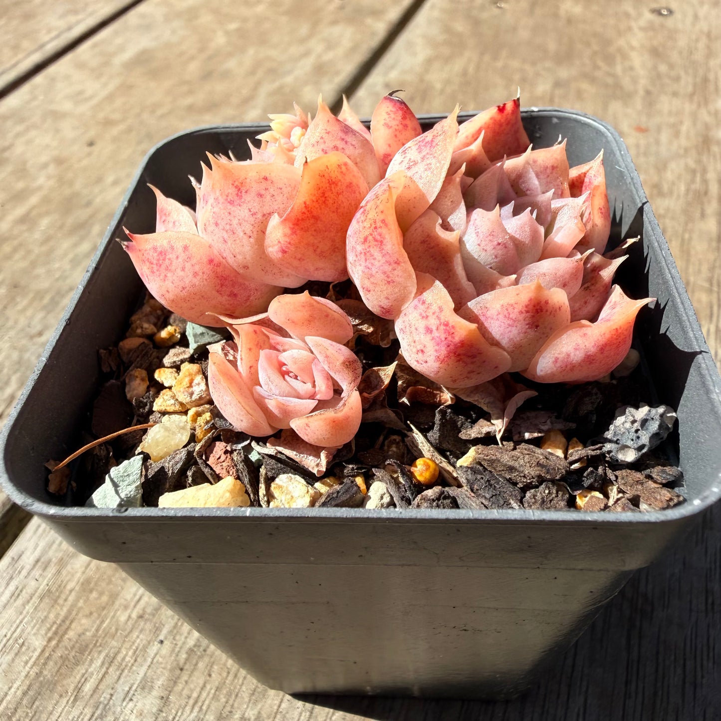 3009 Echeveria 'Jellyfish' (Multi)