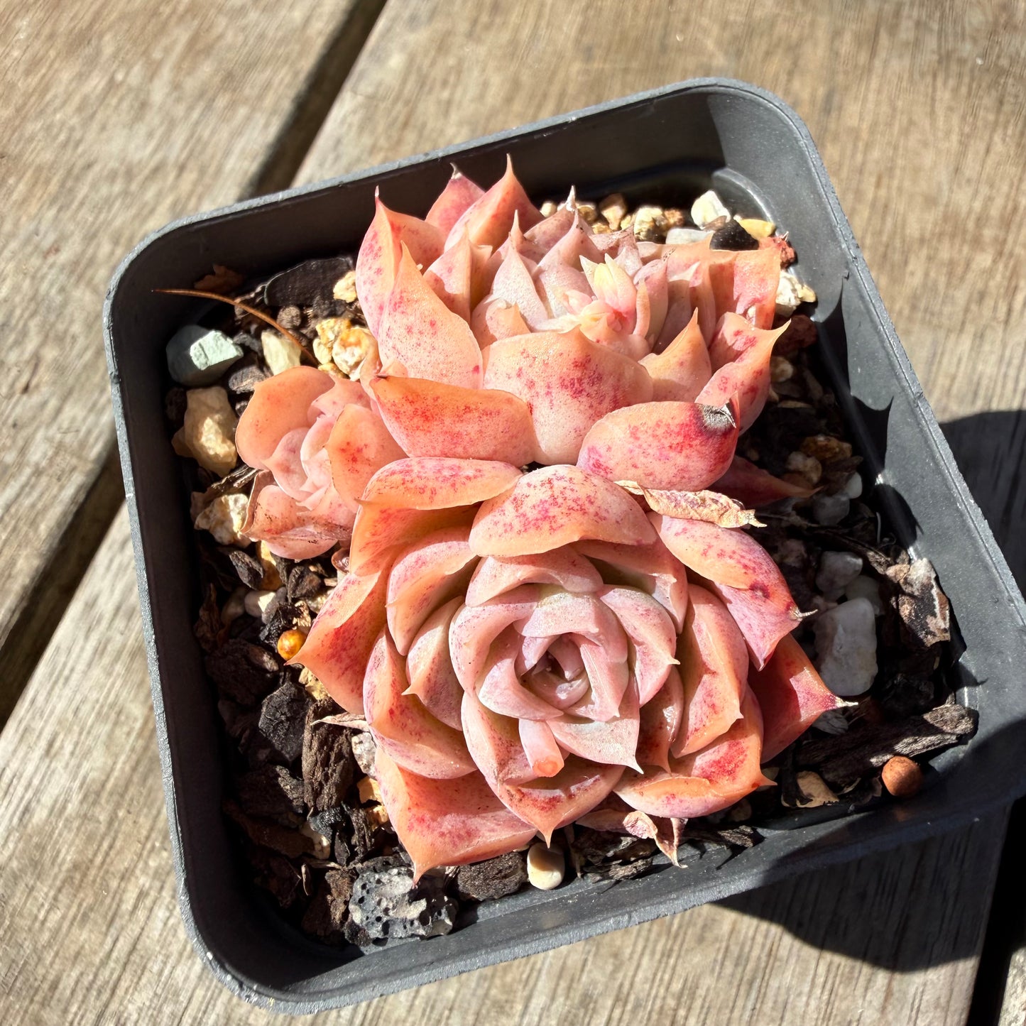 3009 Echeveria 'Jellyfish' (Multi)