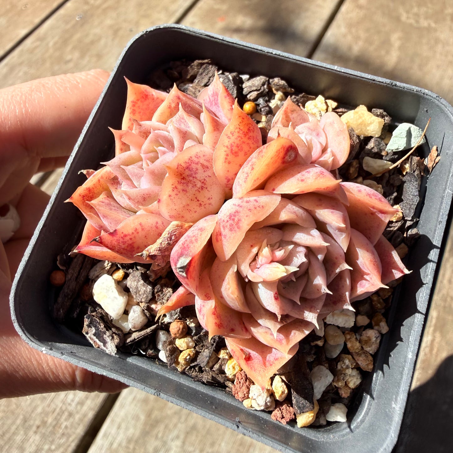 3009 Echeveria 'Jellyfish' (Multi)