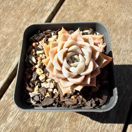 3009 Echeveria 'Poseidon'