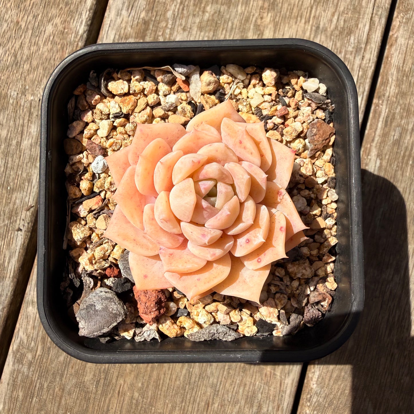 3009 Echeveria 'Star Dew'