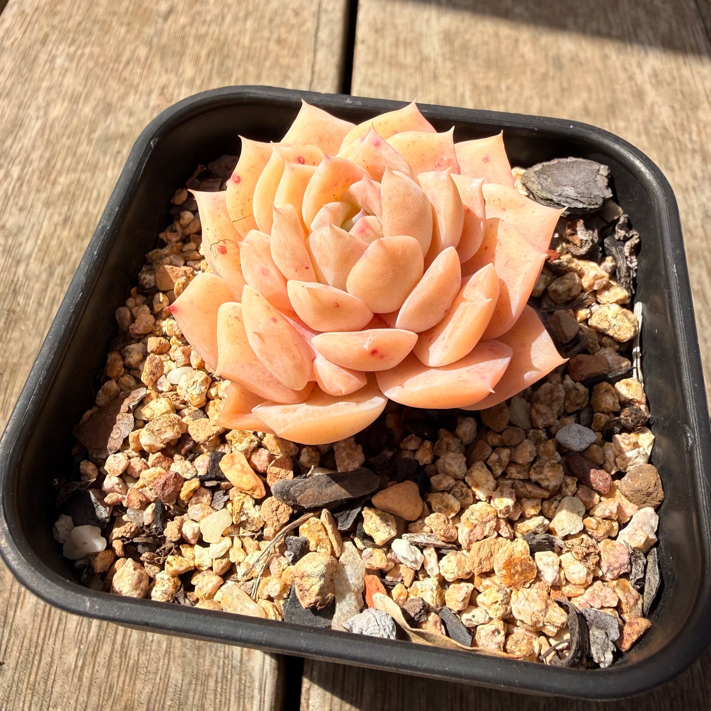 3009 Echeveria 'Star Dew'