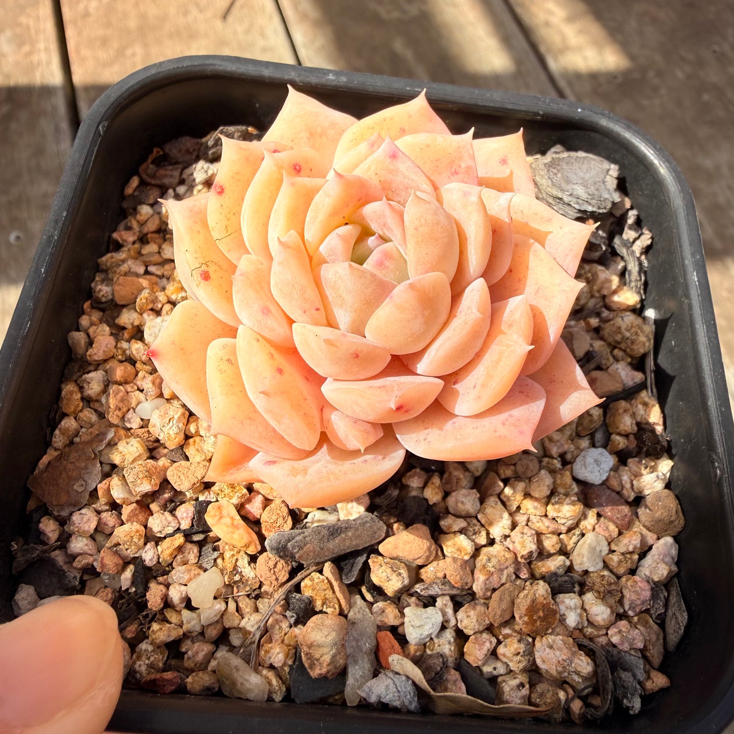 3009 Echeveria 'Star Dew'