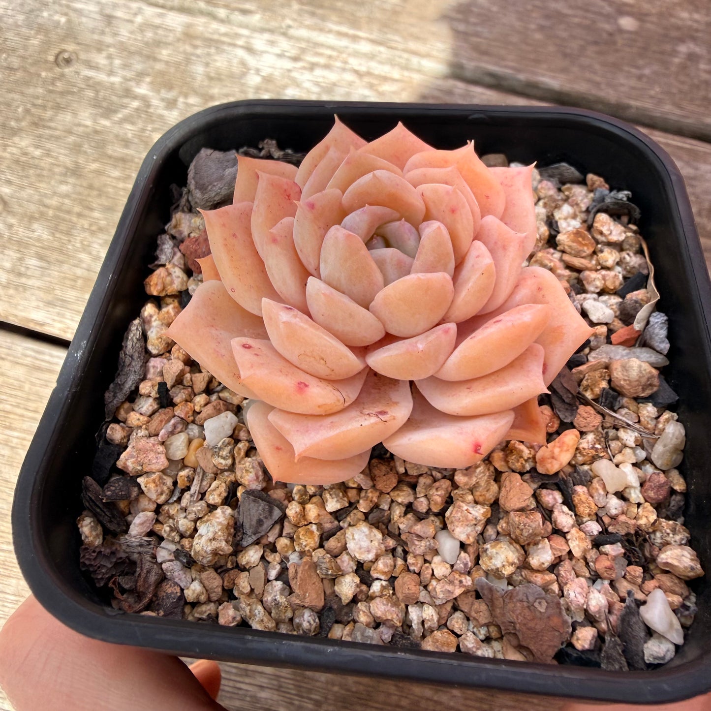 3009 Echeveria 'Star Dew'