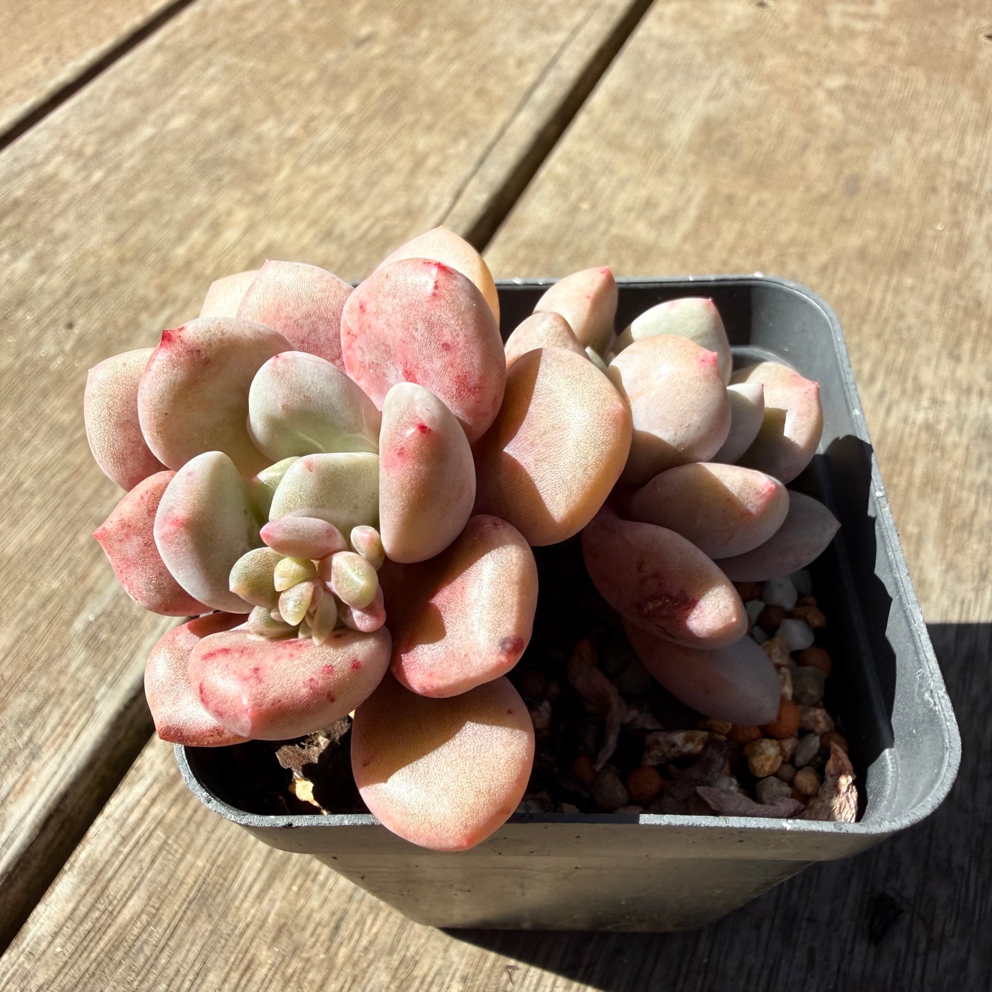 3009 Graptoveria Sika Deer