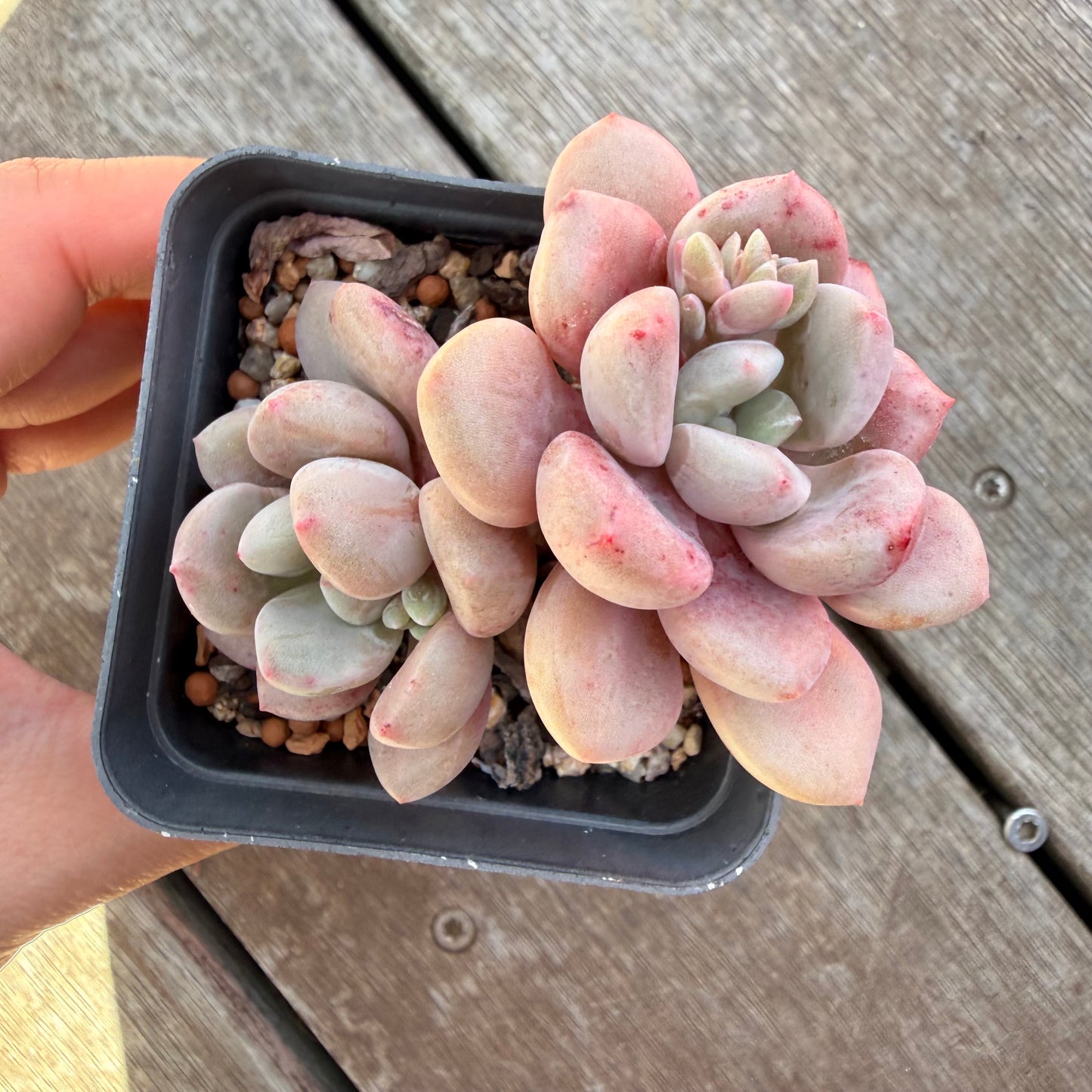 3009 Graptoveria Sika Deer