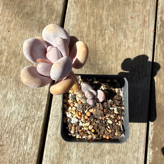3009 Pachyphytum Glutinicaule