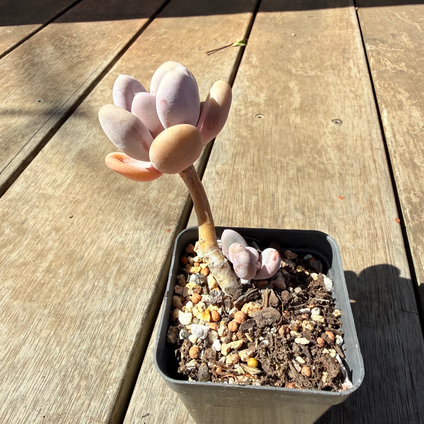 3009 Pachyphytum Glutinicaule