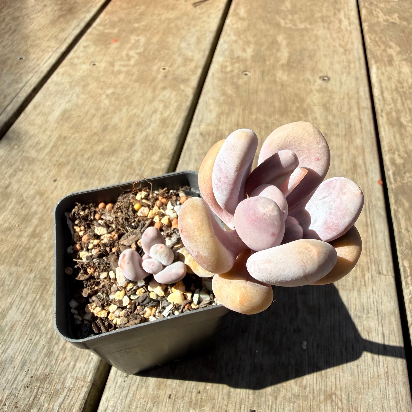 3009 Pachyphytum Glutinicaule