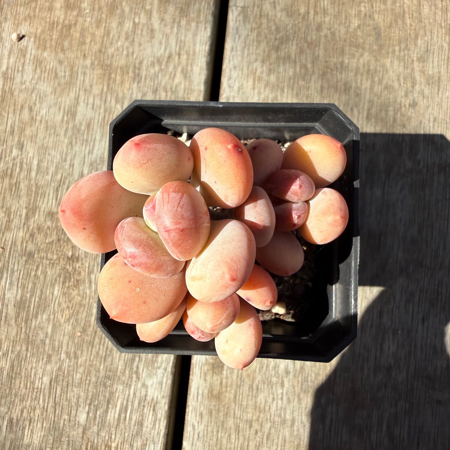 3009 Pachyphytum Green Apple