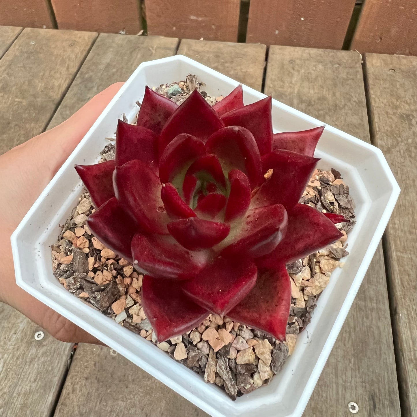 3110 Echeveria Agavoides Romeo Rubin