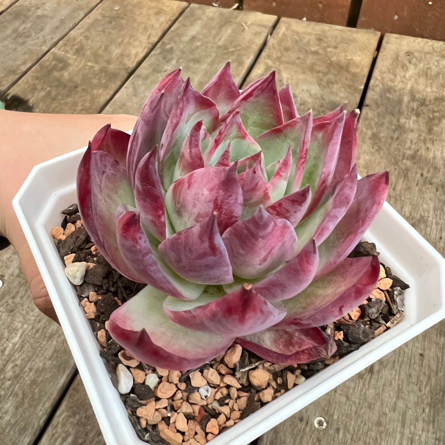 3110 卡西欧拉丝锦