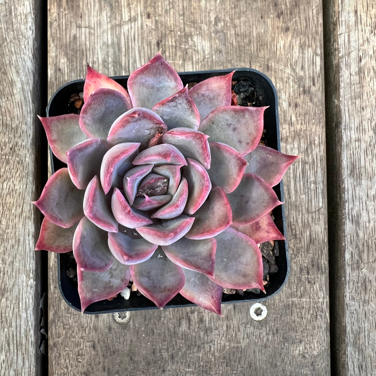 3110 Echeveria Dark Ice