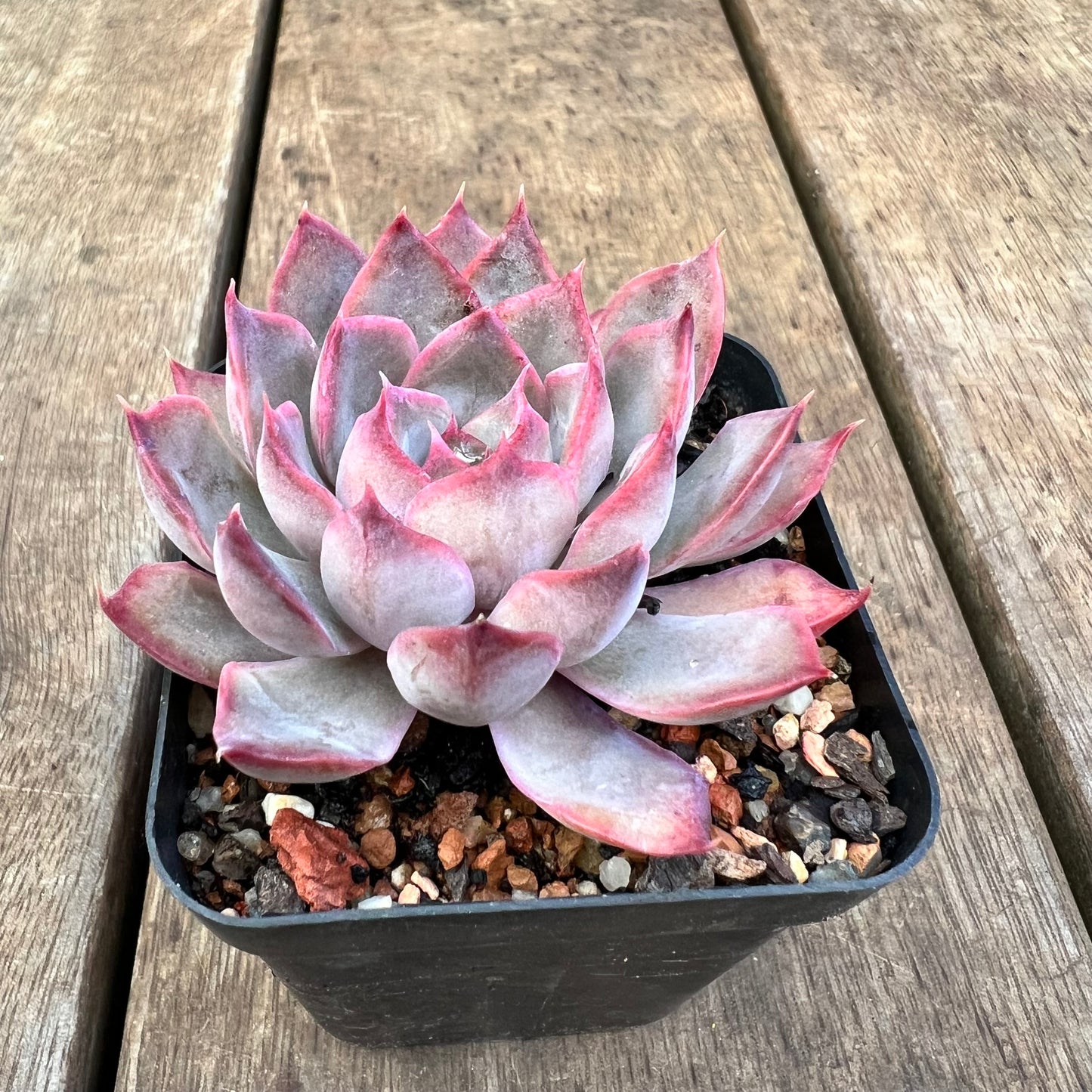3110 Echeveria Dark Ice
