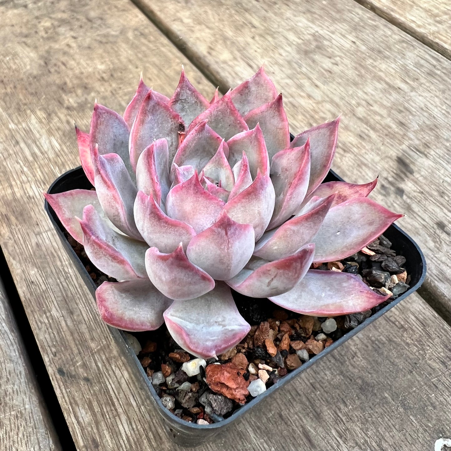 3110 Echeveria Dark Ice