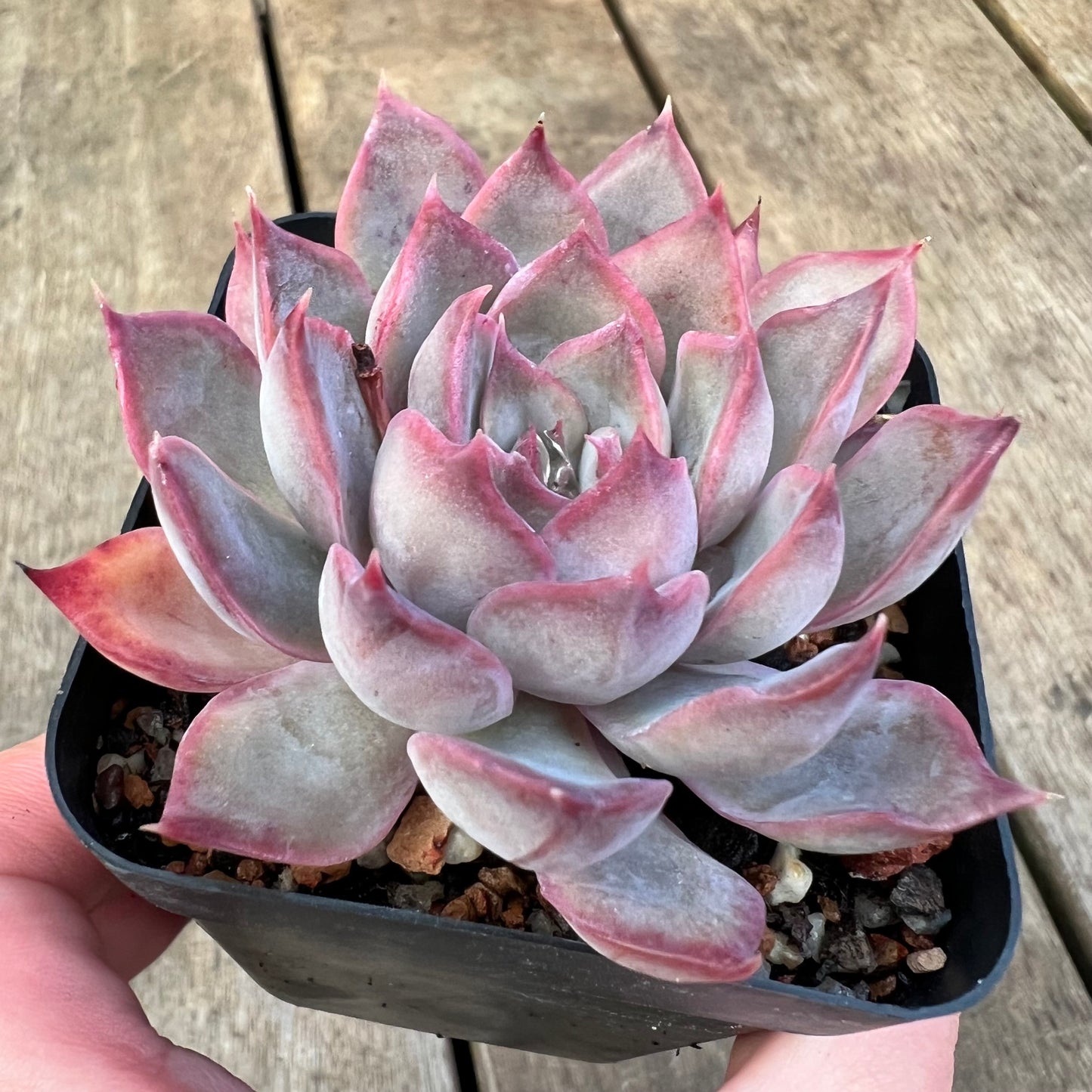 3110 Echeveria Dark Ice