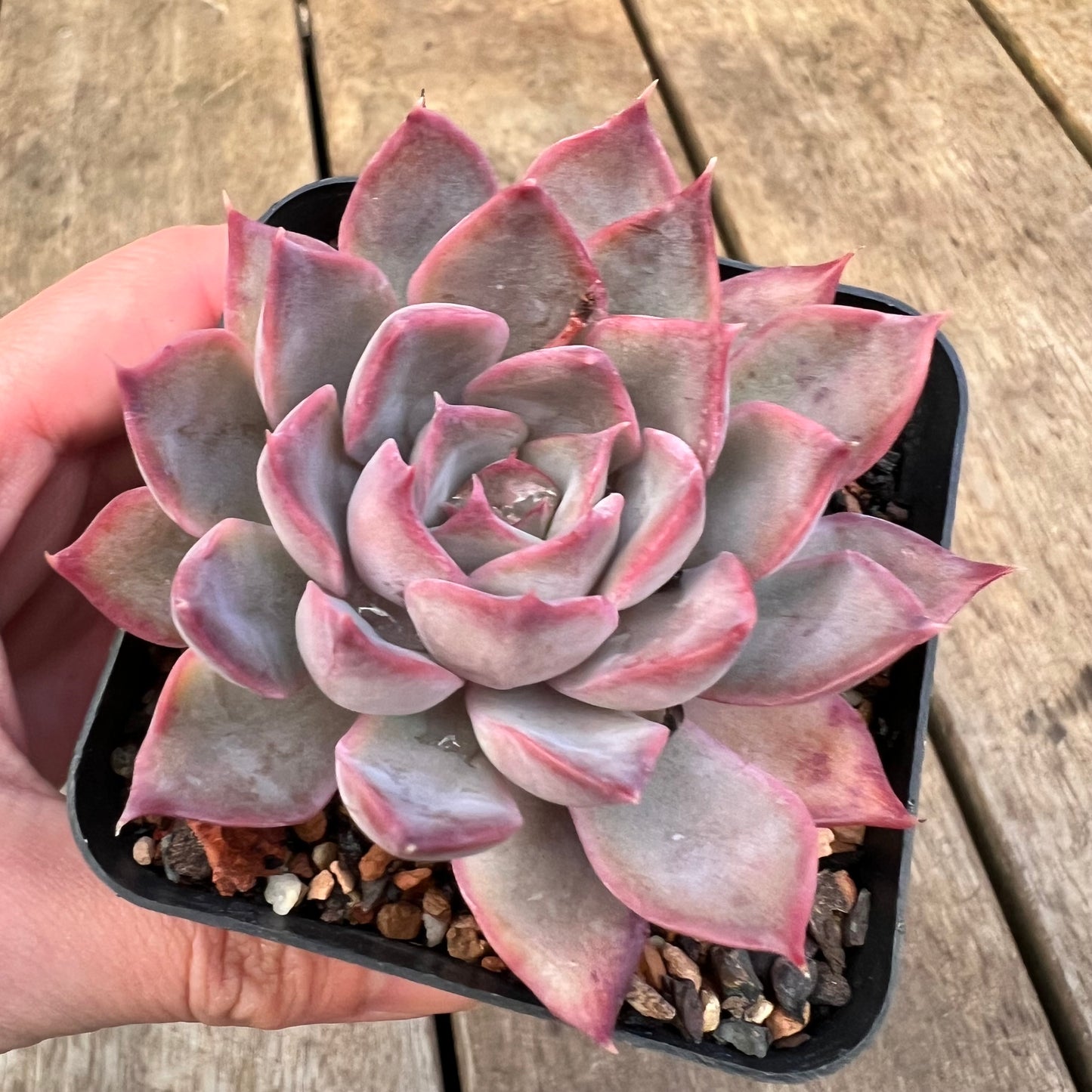 3110 Echeveria Dark Ice