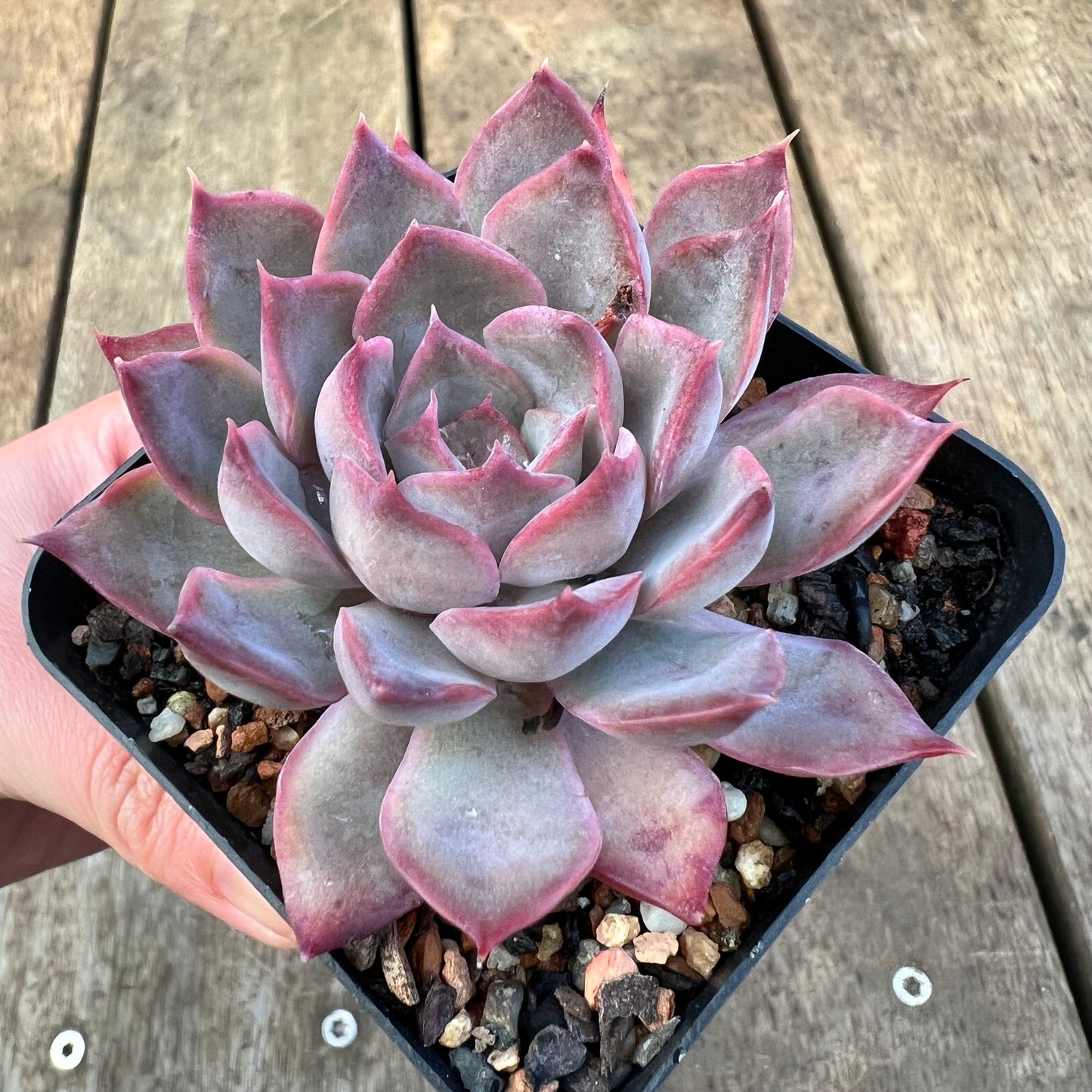 3110 Echeveria Dark Ice