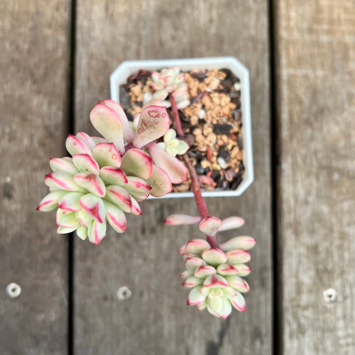 3110 Echeveria Tango Silk Variegata