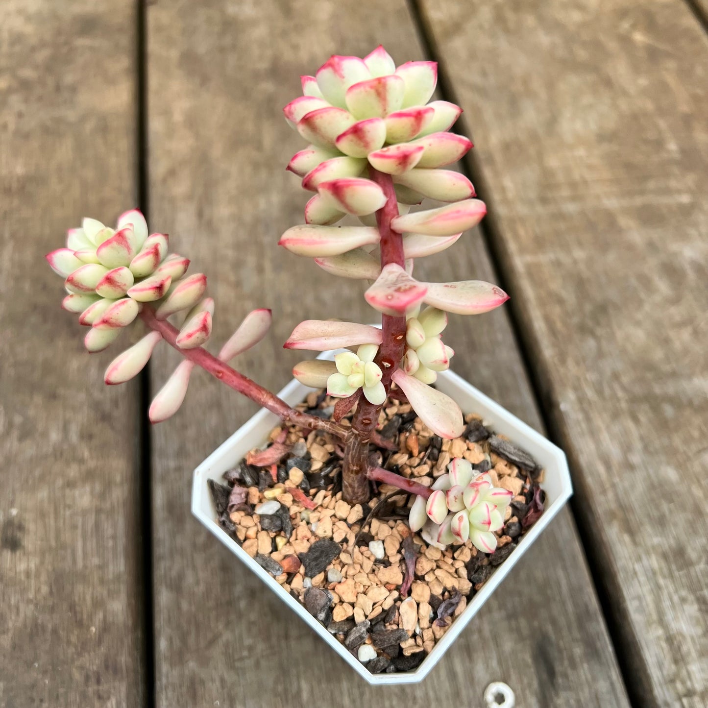 3110 Echeveria Tango Silk Variegata