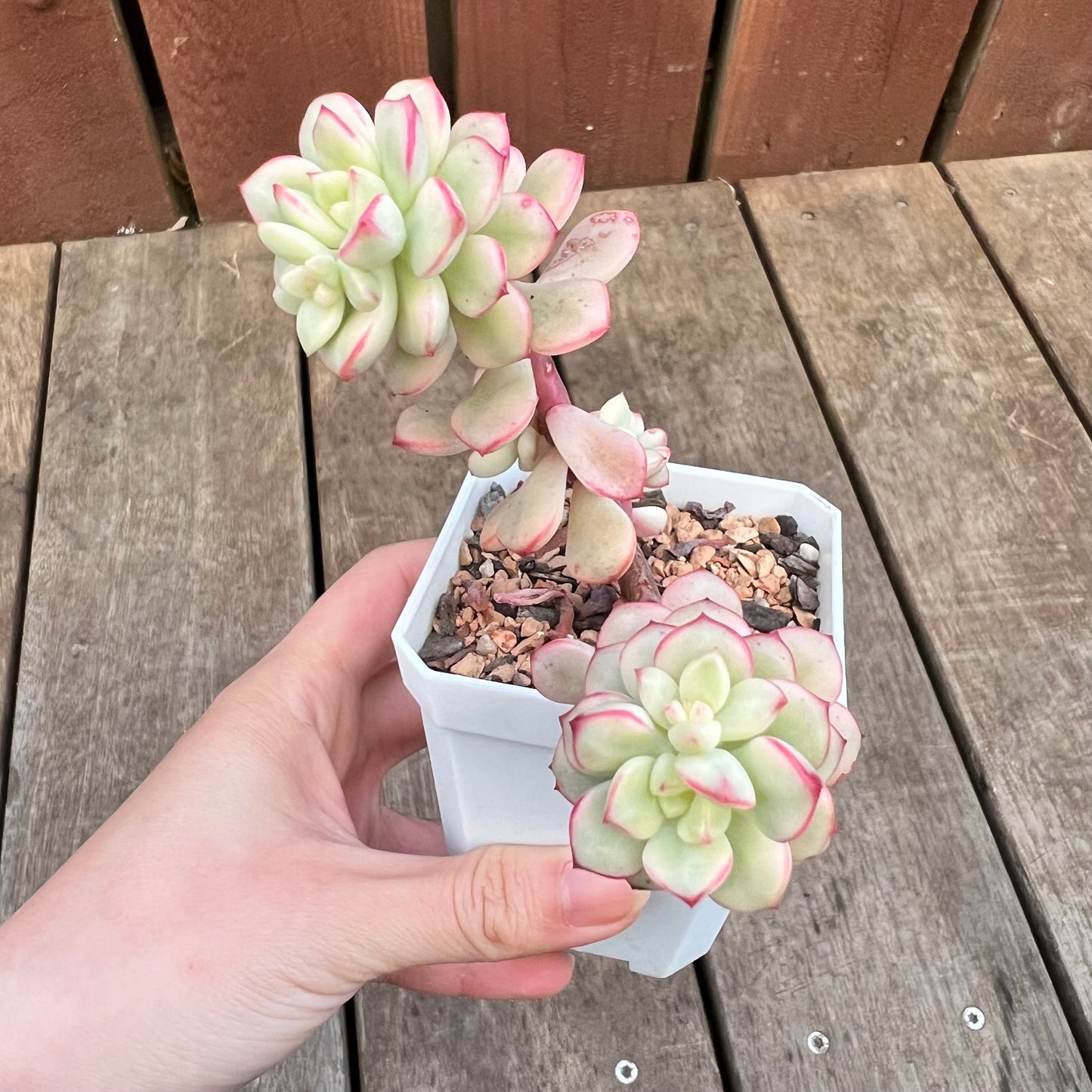 3110 Echeveria Tango Silk Variegata