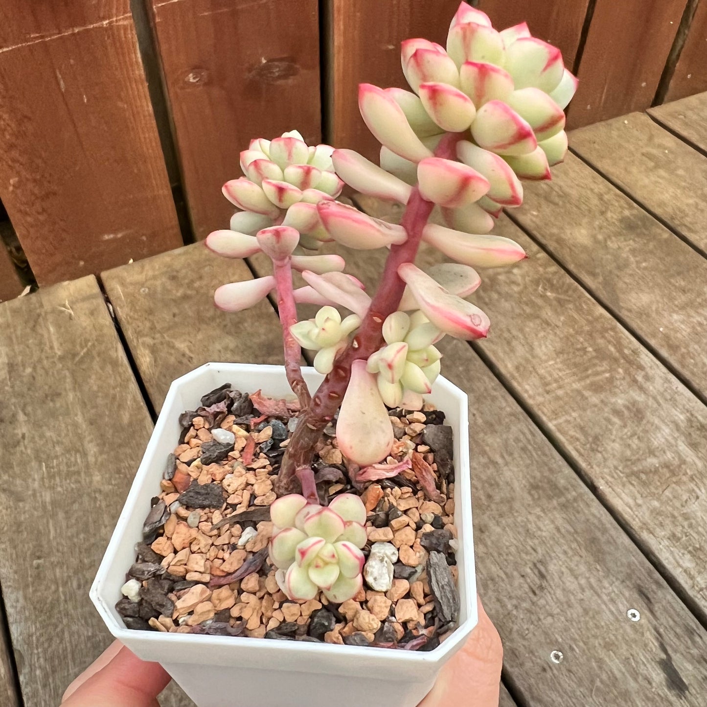 3110 Echeveria Tango Silk Variegata