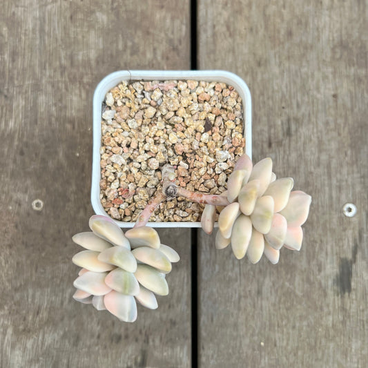 3110 Graptopetalum Paraguayense ssp.Bernalense Variegata