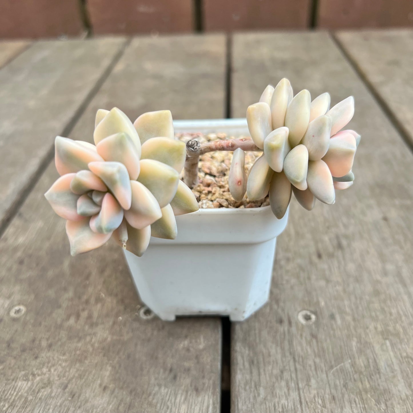 3110 Graptopetalum Paraguayense ssp.Bernalense Variegata