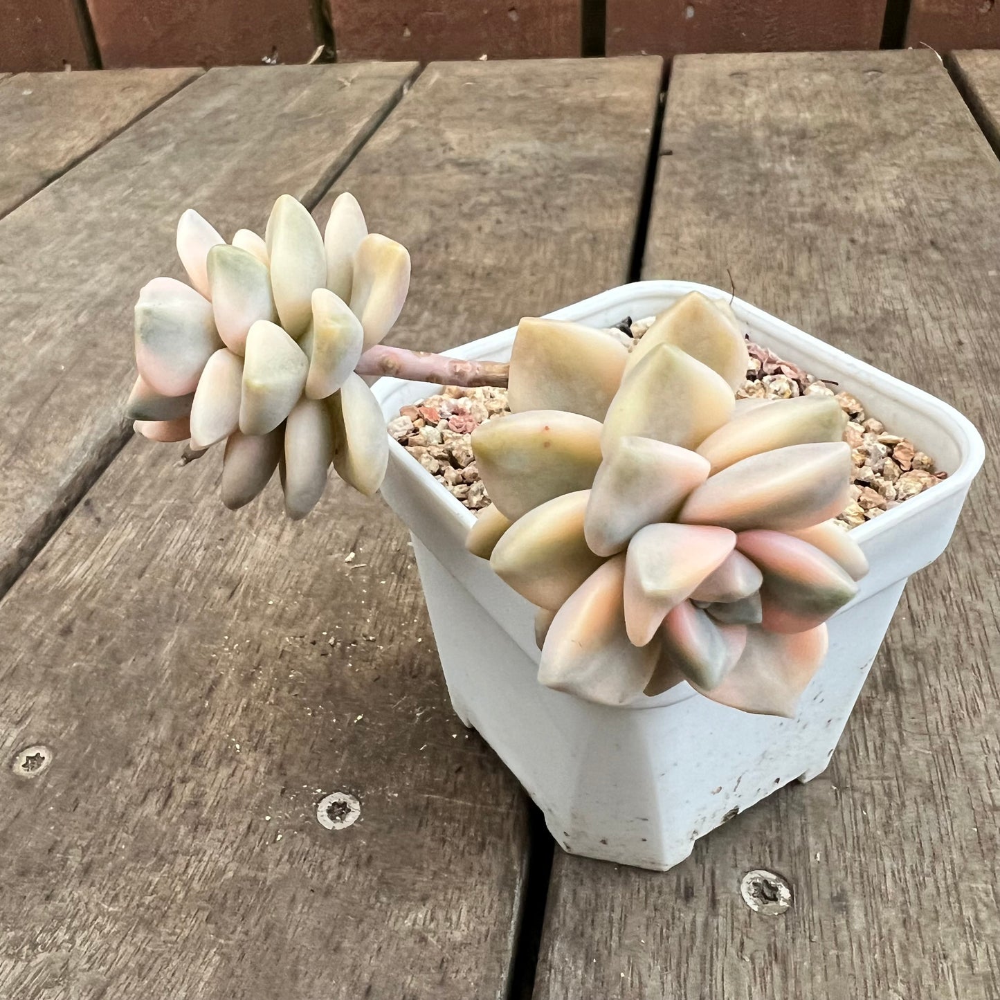 3110 Graptopetalum Paraguayense ssp.Bernalense Variegata