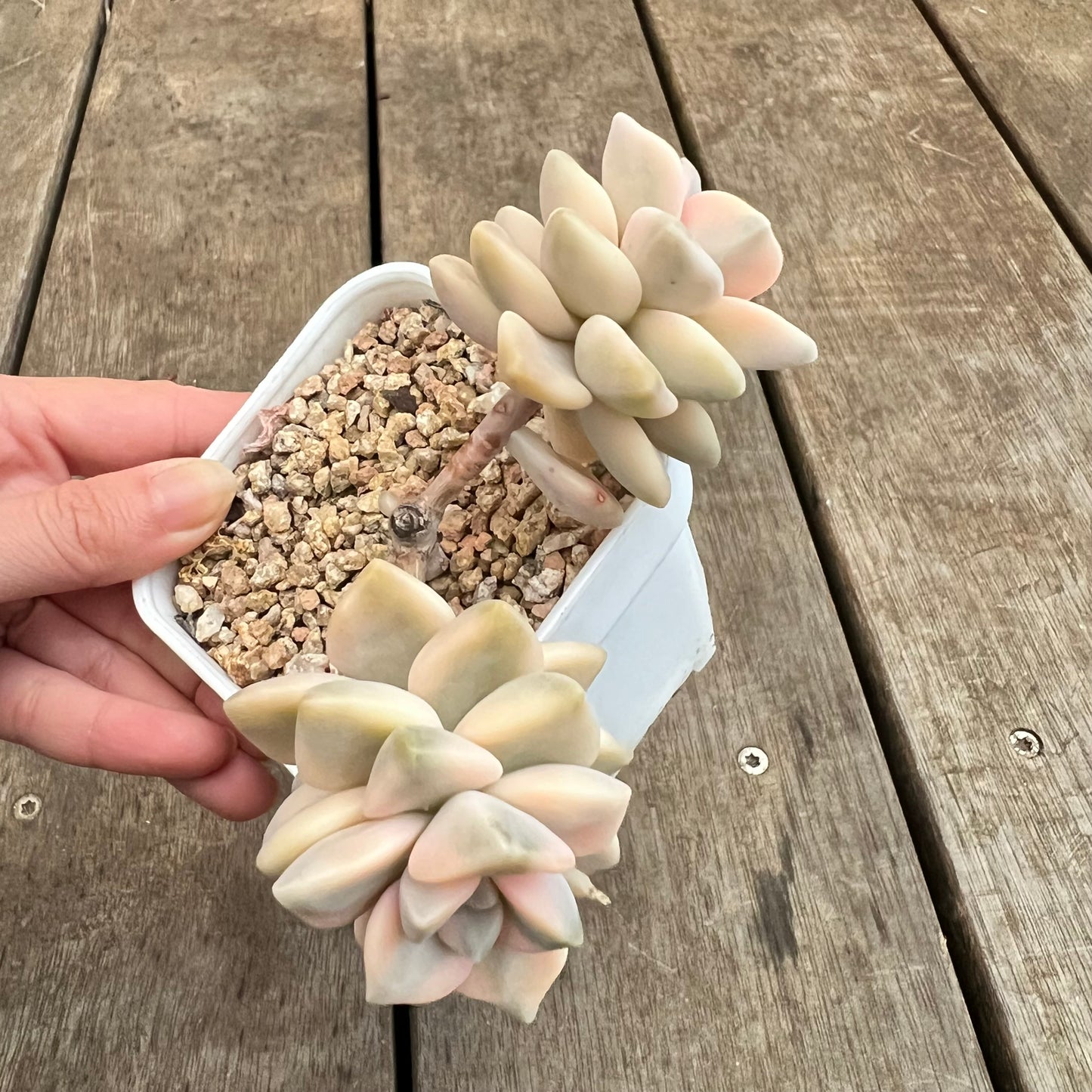 3110 Graptopetalum Paraguayense ssp.Bernalense Variegata