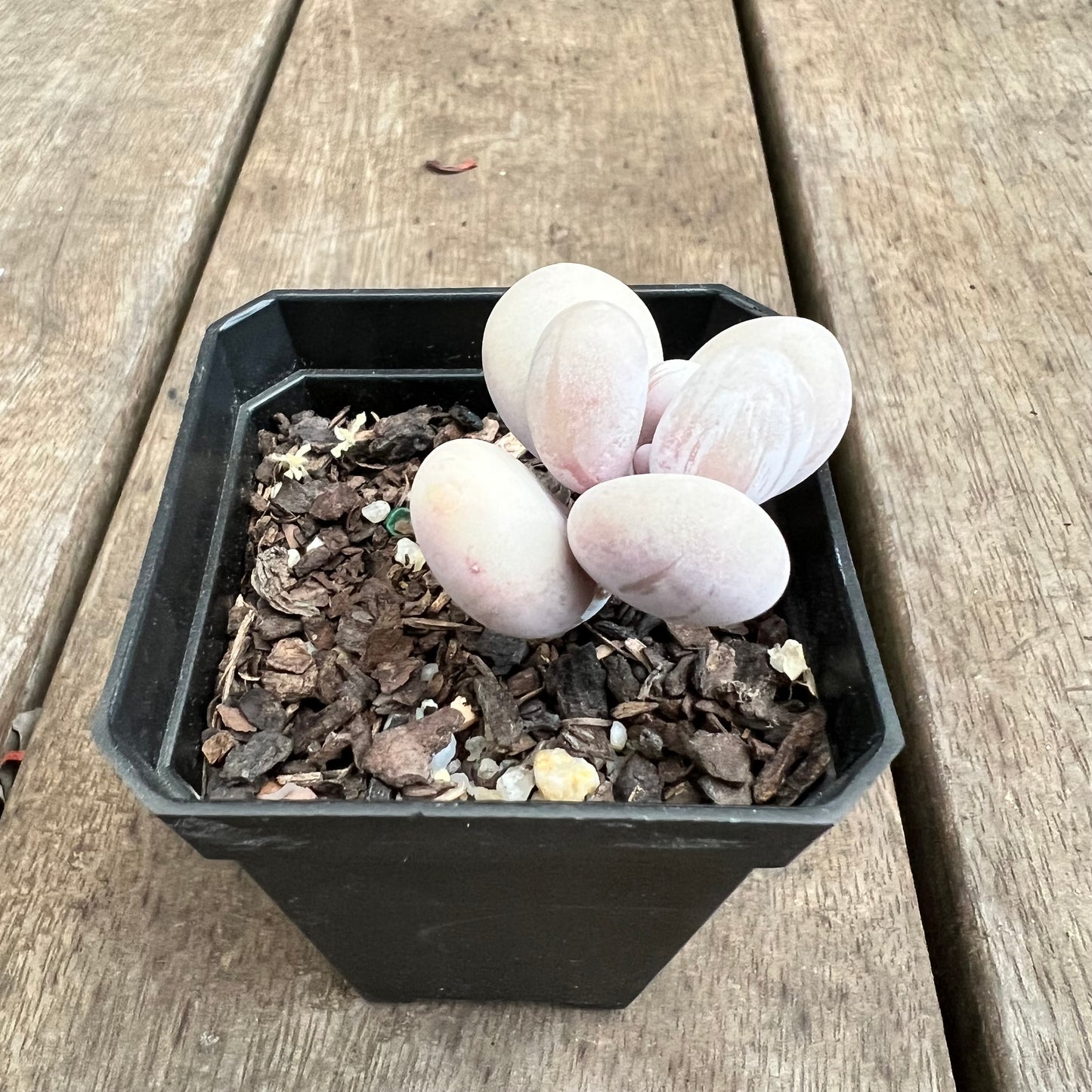 3110 Pachyphytum Oviferum