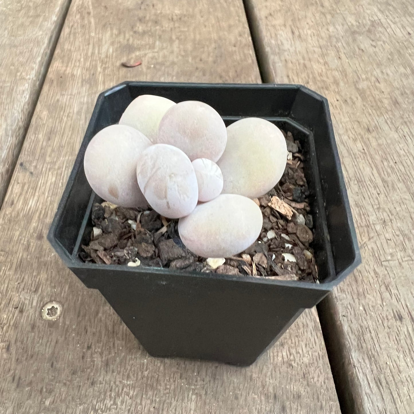3110 Pachyphytum Oviferum