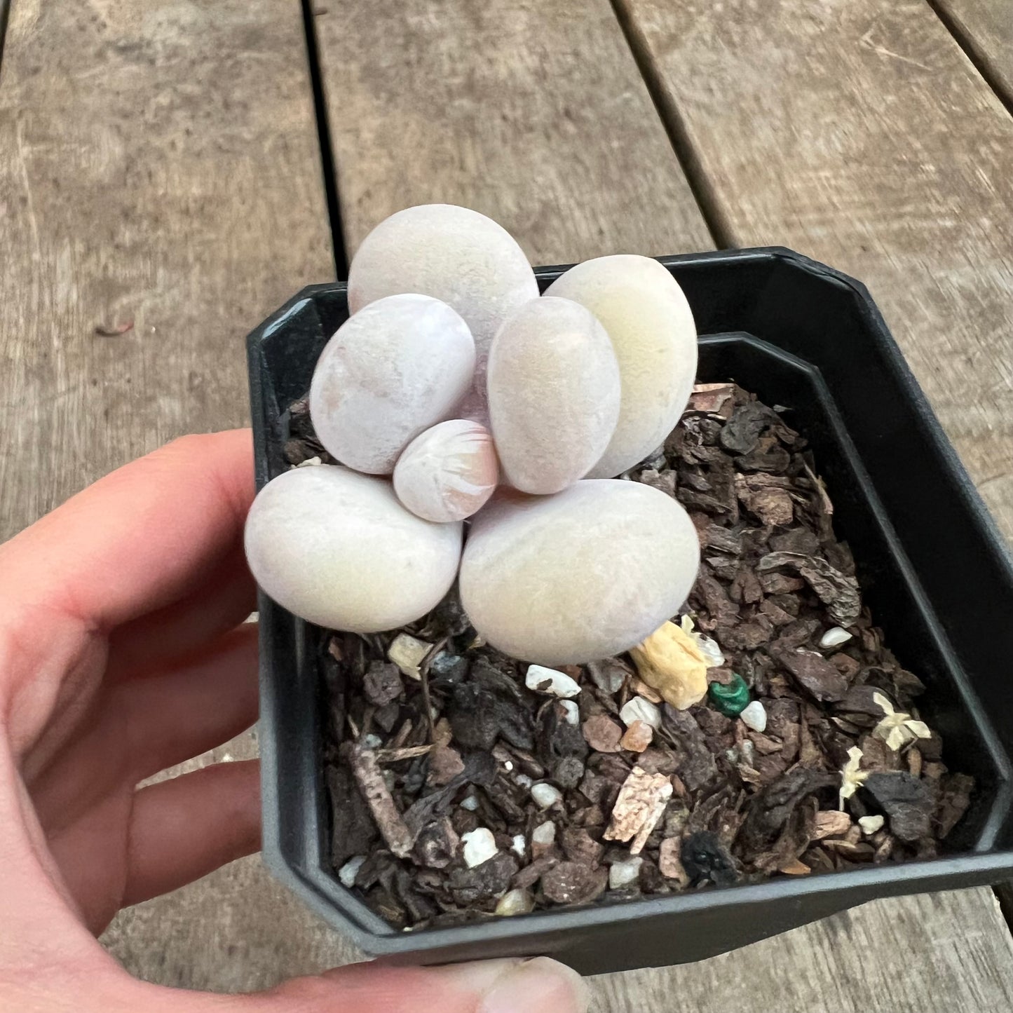 3110 Pachyphytum Oviferum