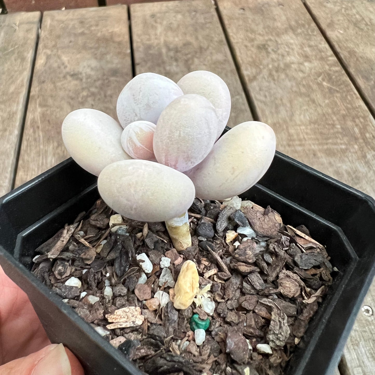3110 Pachyphytum Oviferum