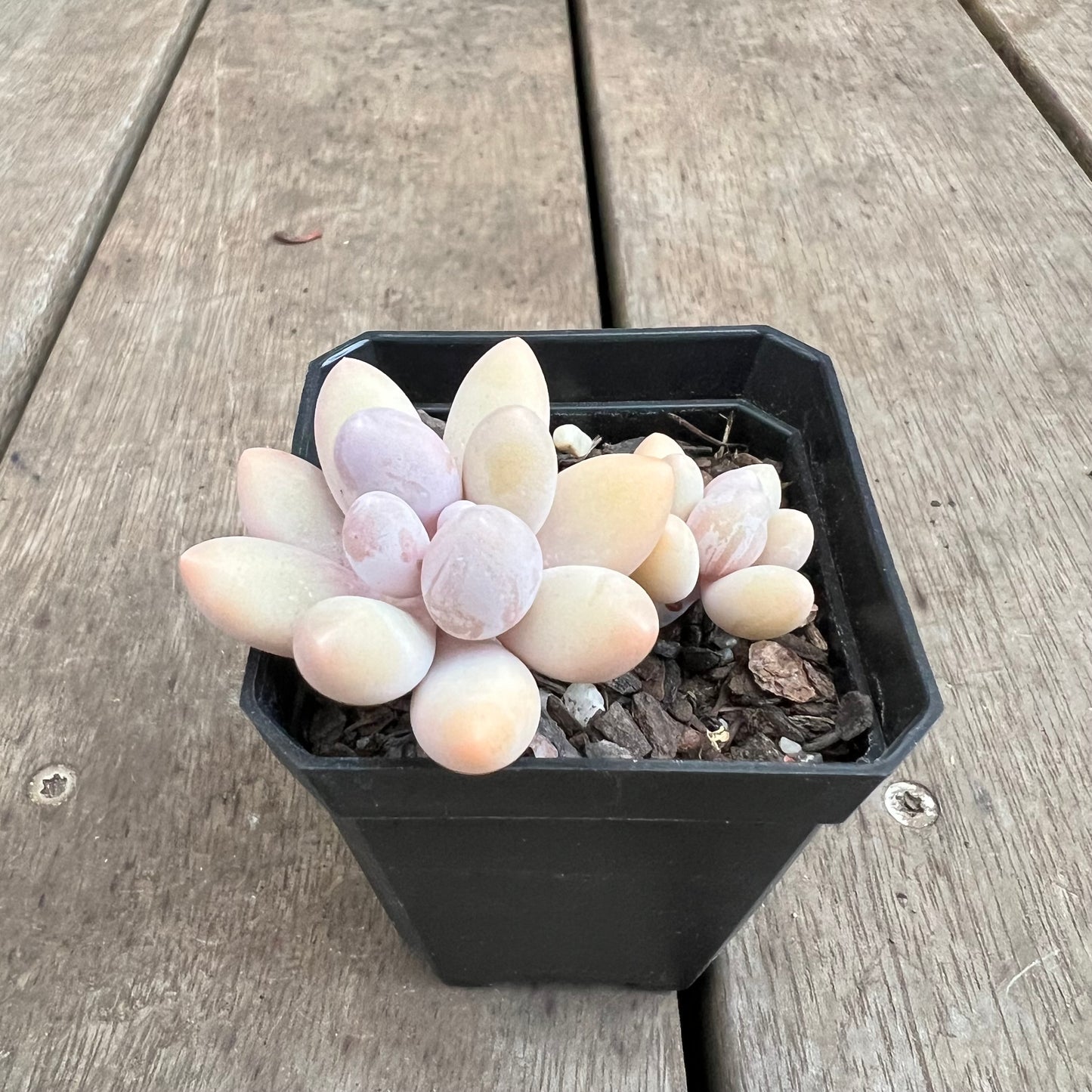 3110 Pachyphytum 'Egg Tart'
