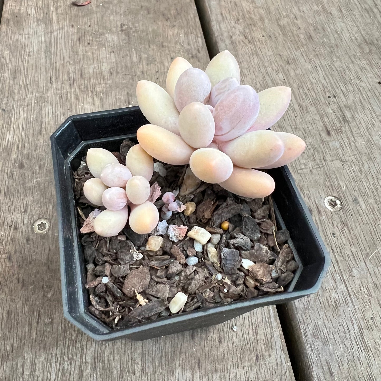 3110 Pachyphytum 'Egg Tart'