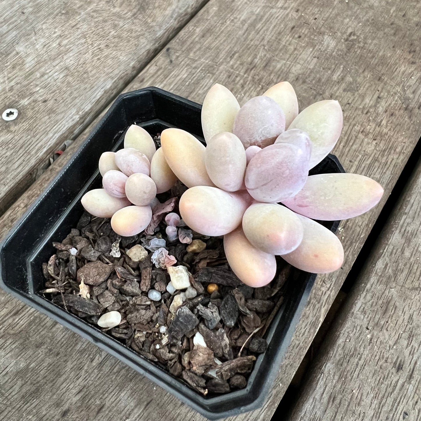 3110 Pachyphytum 'Egg Tart'