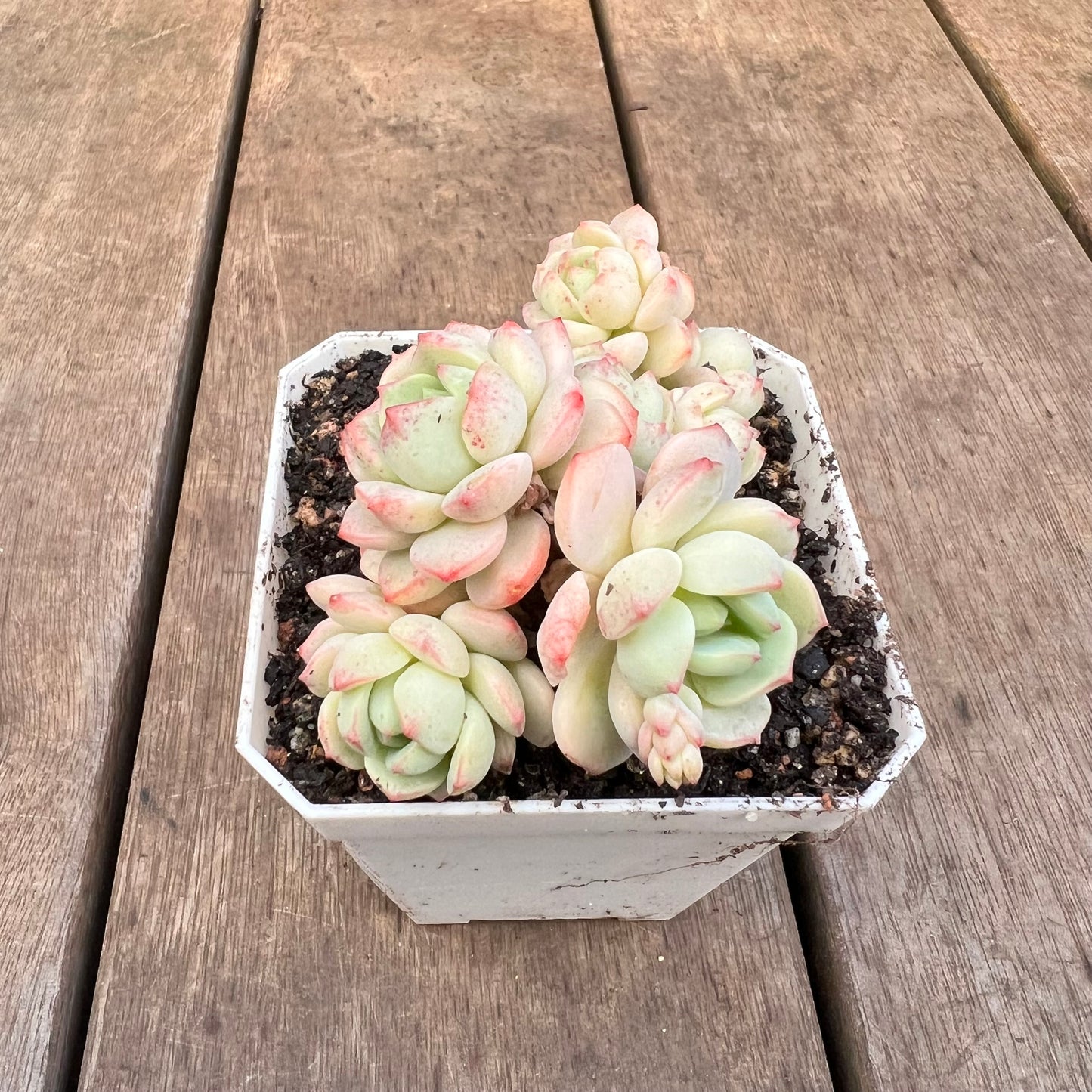 3110 Sedeveria Vanilla Bis Large Clump