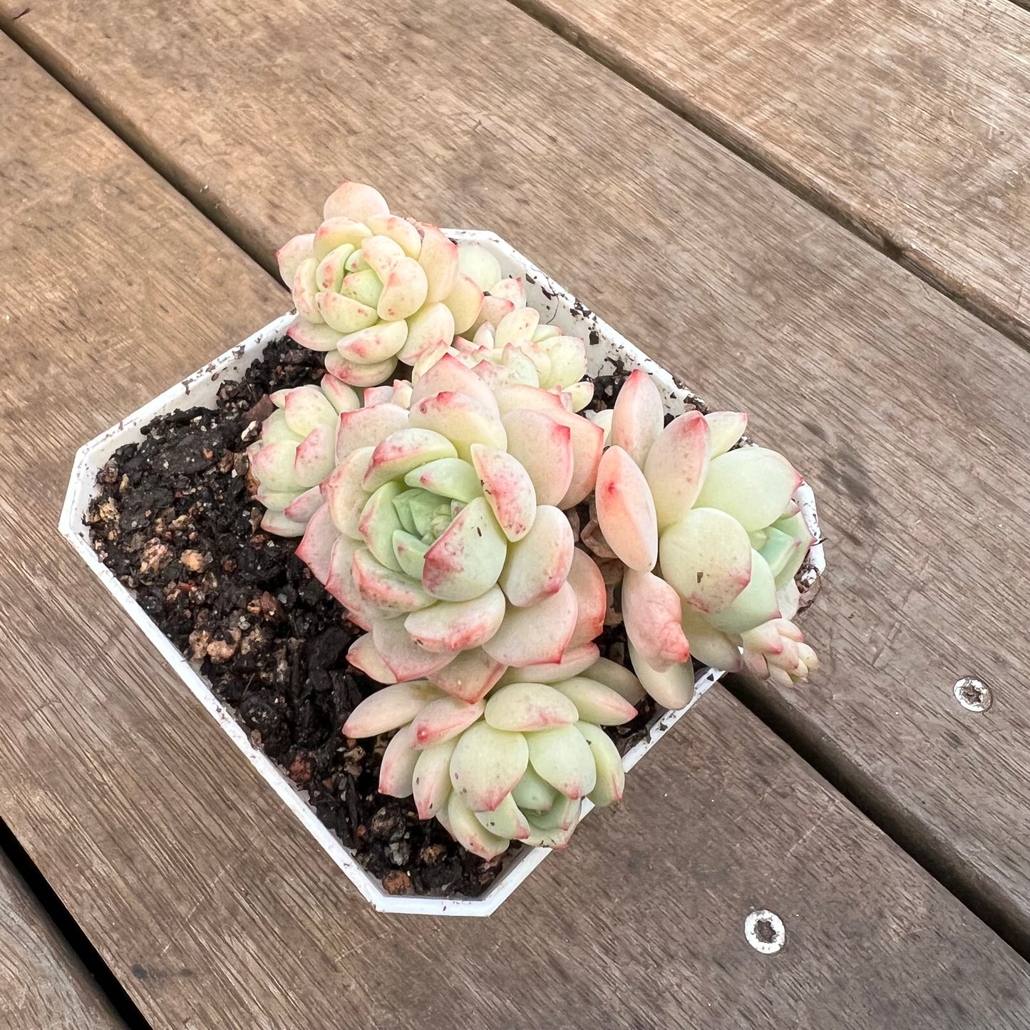 3110 Sedeveria Vanilla Bis Large Clump