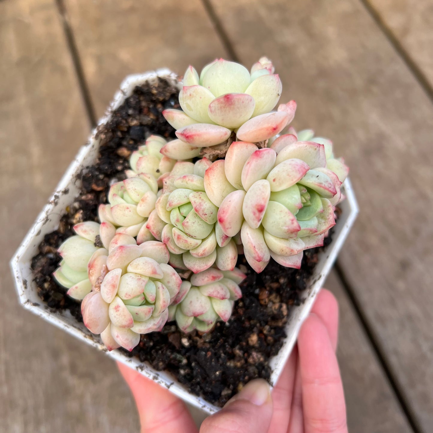 3110 Sedeveria Vanilla Bis Large Clump