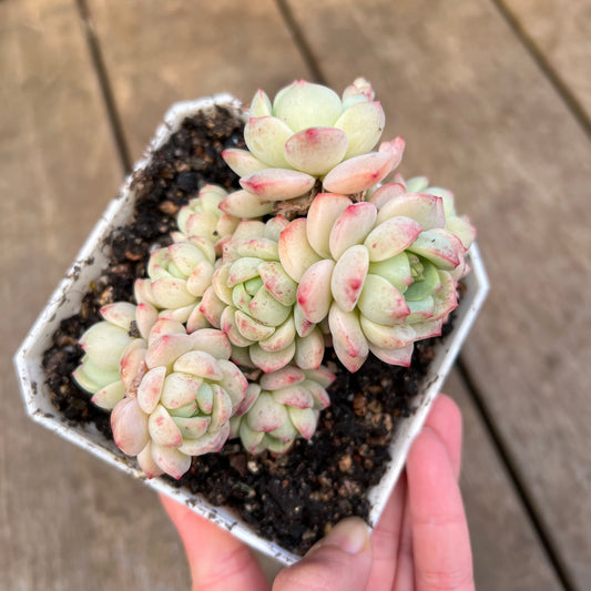 3110 Sedeveria Vanilla Bis Large Clump