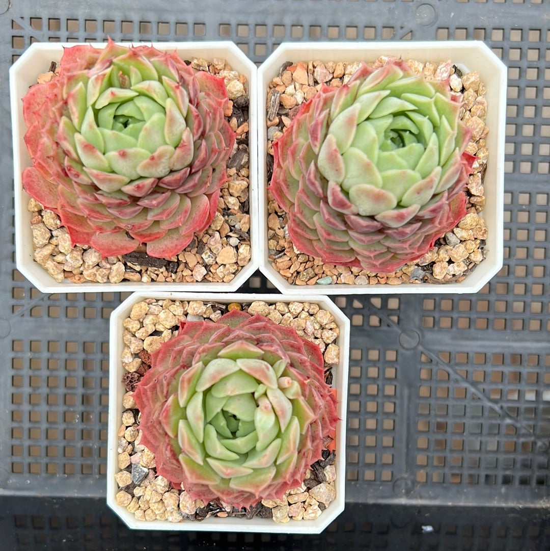 Echeveria Immortal Peach