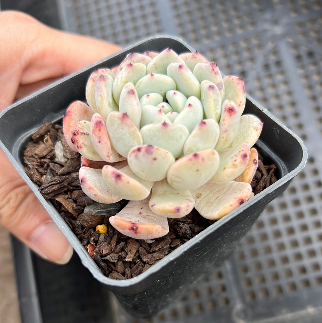 Echeveria Viant